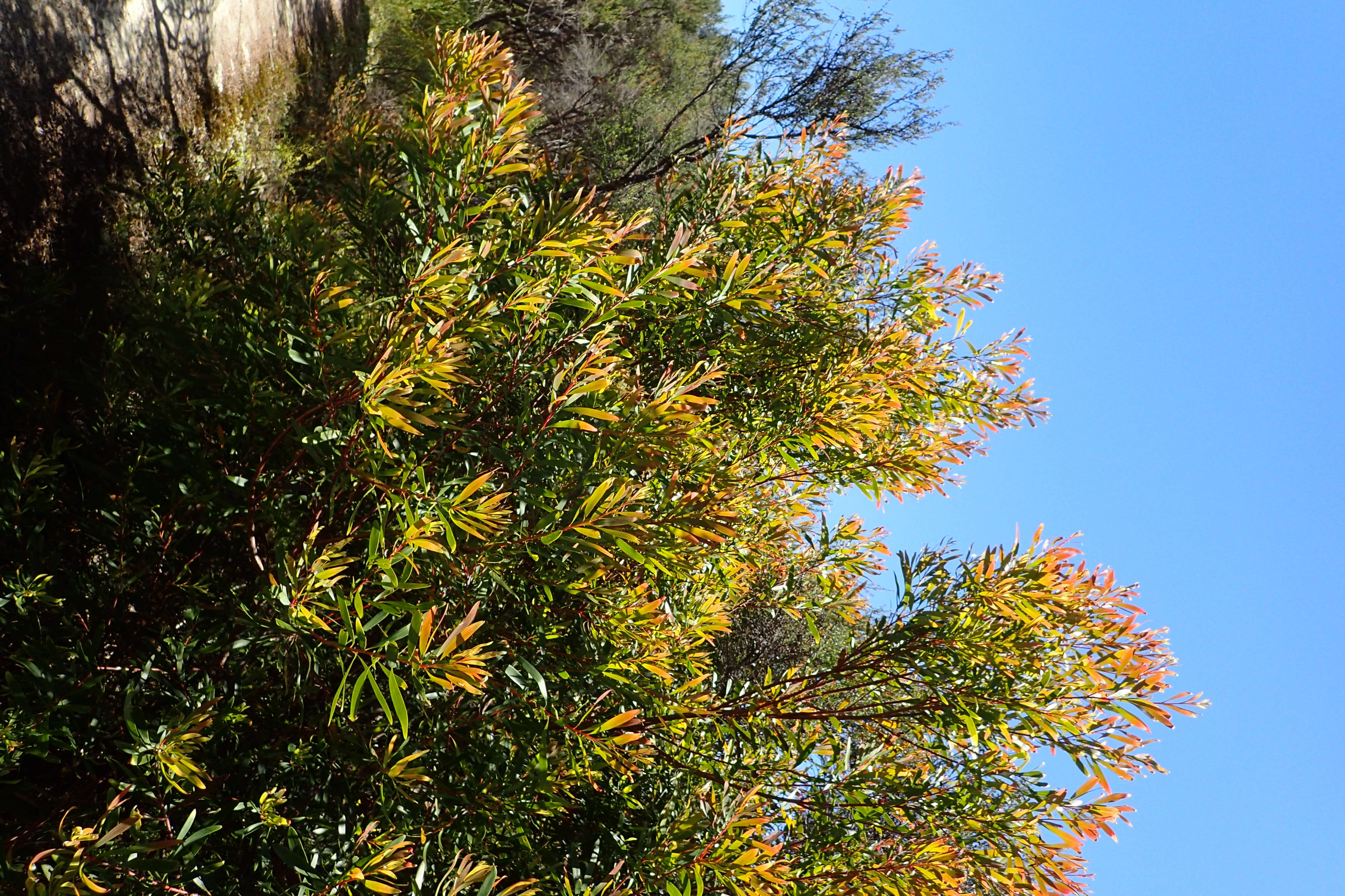 Image of Willow hakea