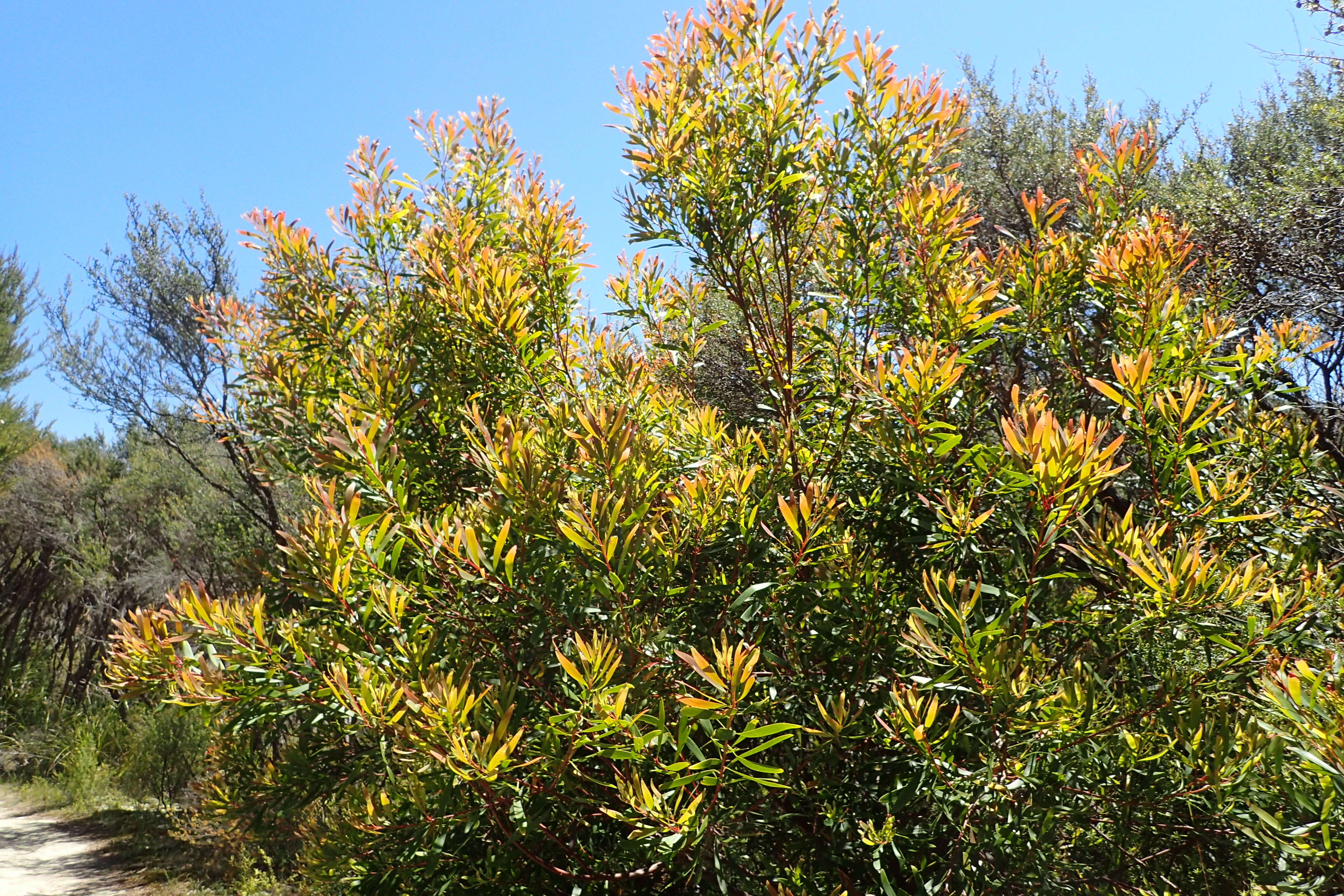 Image of Willow hakea