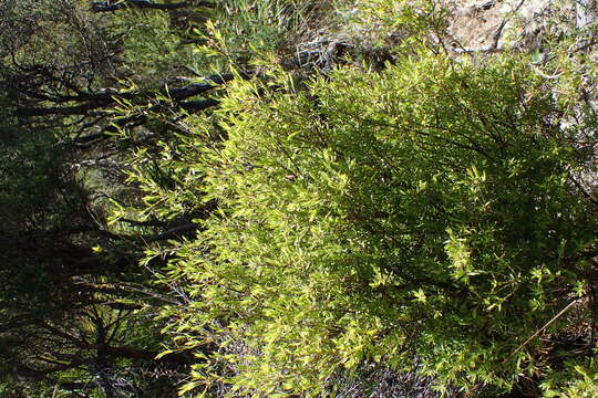 Image of Willow hakea