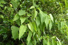 Image of Mountain Ribbon Wood