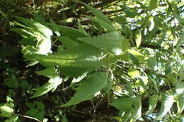 Image of Hoheria lyallii Hook. fil.