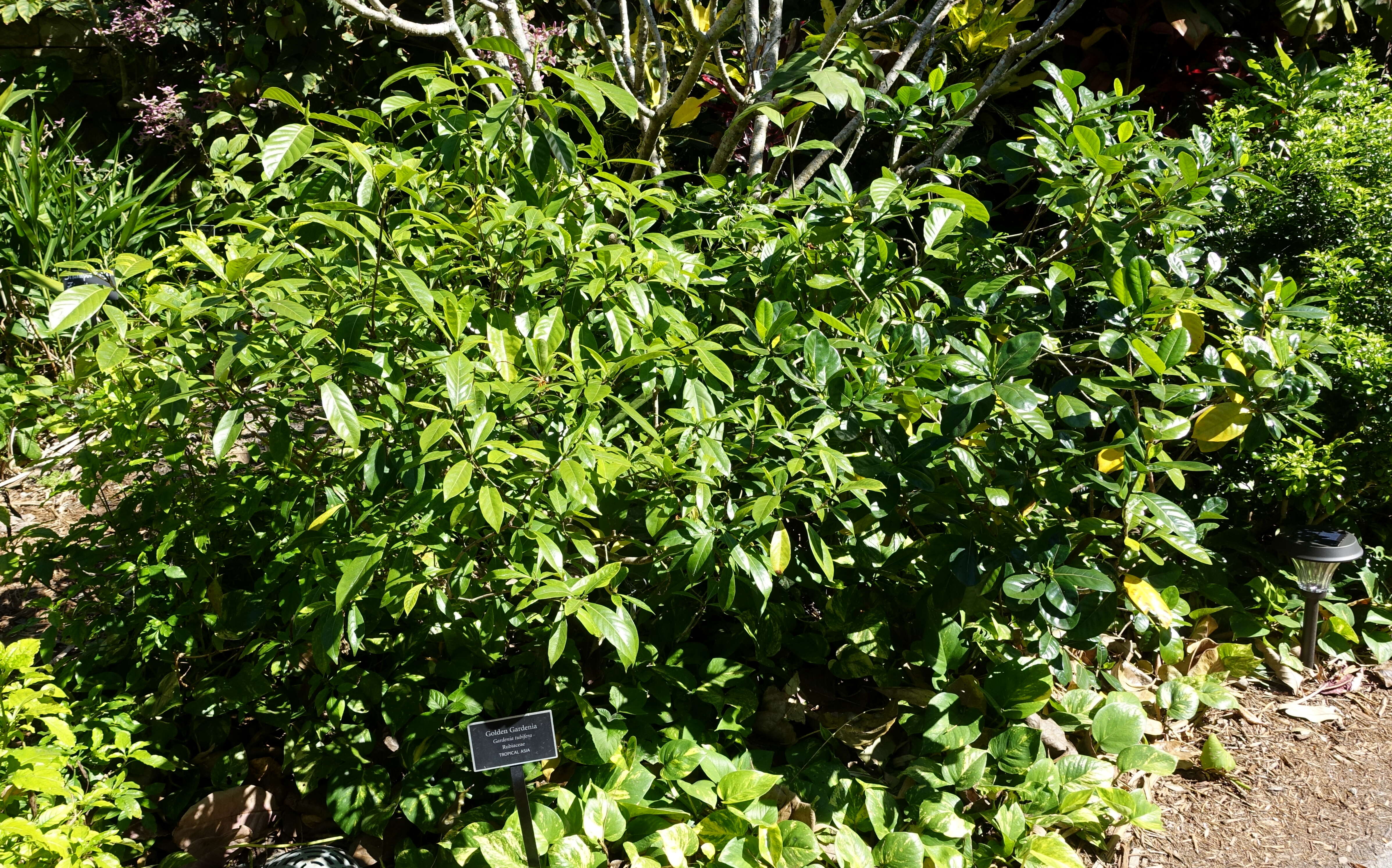Image of Gardenia tubifera Wall. ex Roxb.