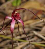 Caladenia formosa G. W. Carr的圖片