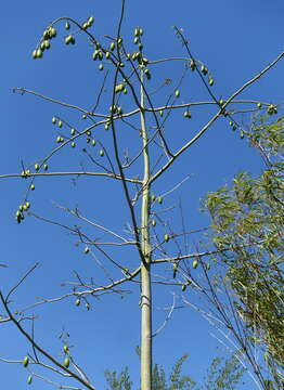 Image of kapoktree