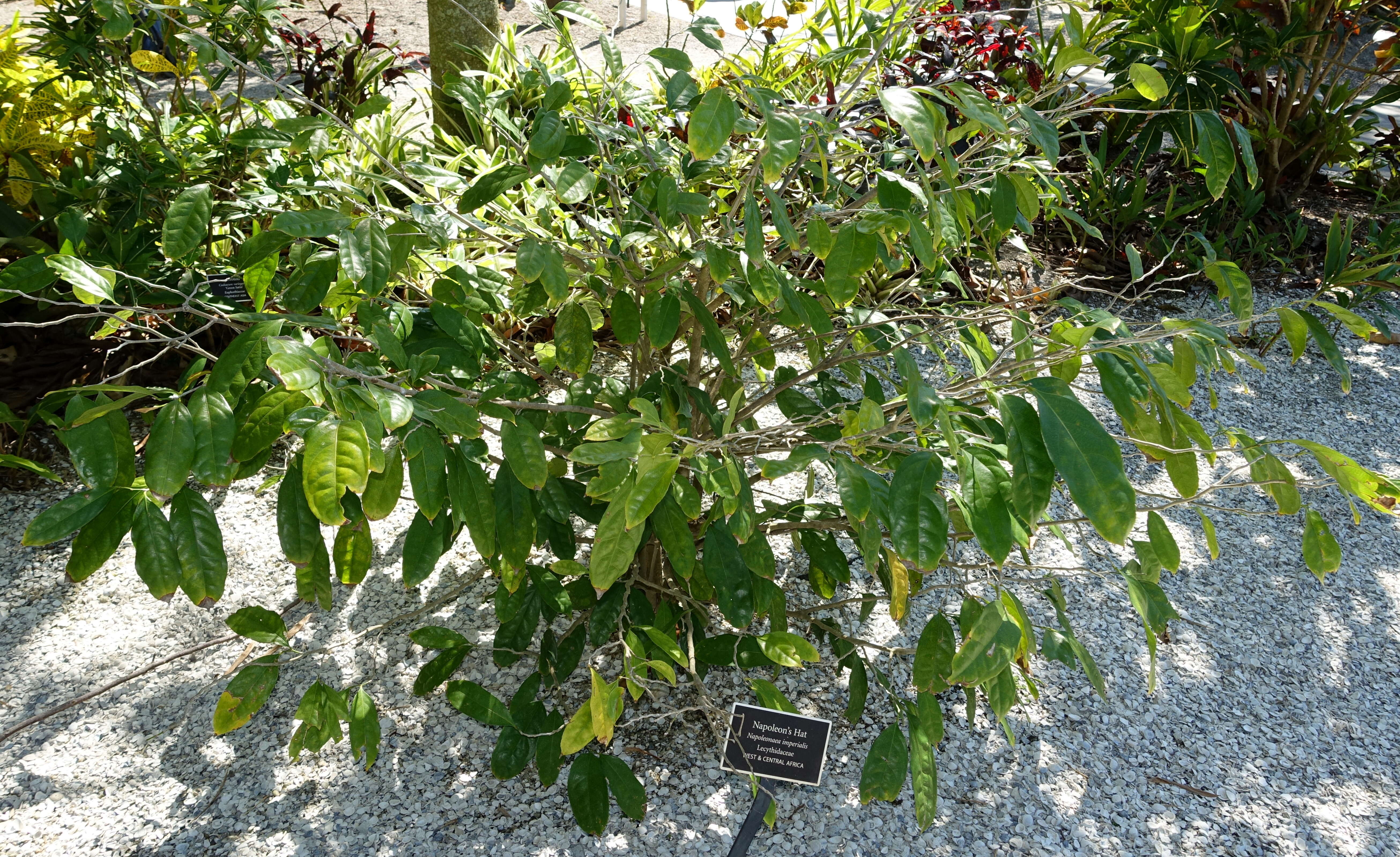 Napoleonaea imperialis P. Beauv.的圖片