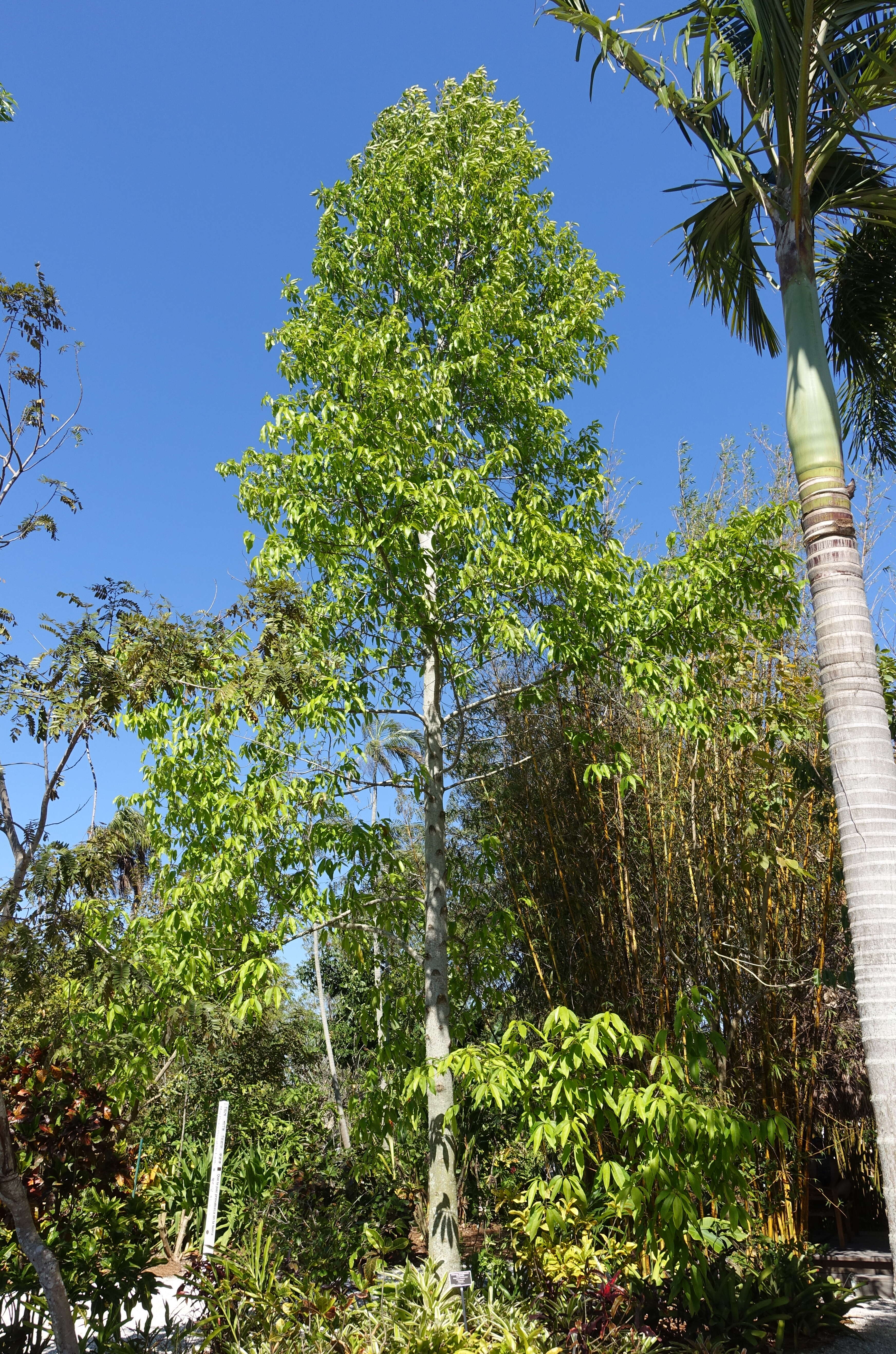 Image of Magnolia sirindhorniae Noot. & Chalermglin