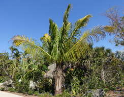 Image of Manarano palm