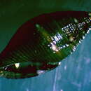 Image de Mitromorpha philippinensis Mifsud 2001