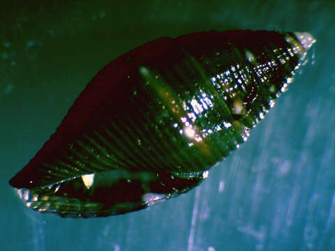 Image of Mitromorpha philippinensis Mifsud 2001