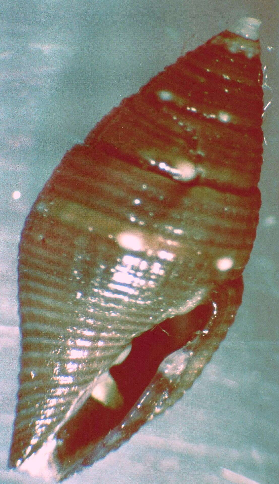 Image of Mitromorpha philippinensis Mifsud 2001