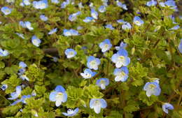 Image of birdeye speedwell