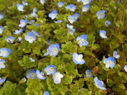 Image of birdeye speedwell