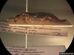 Image of Ringlegged earwig