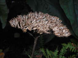 Imagem de Achillea filipendulina Lam.