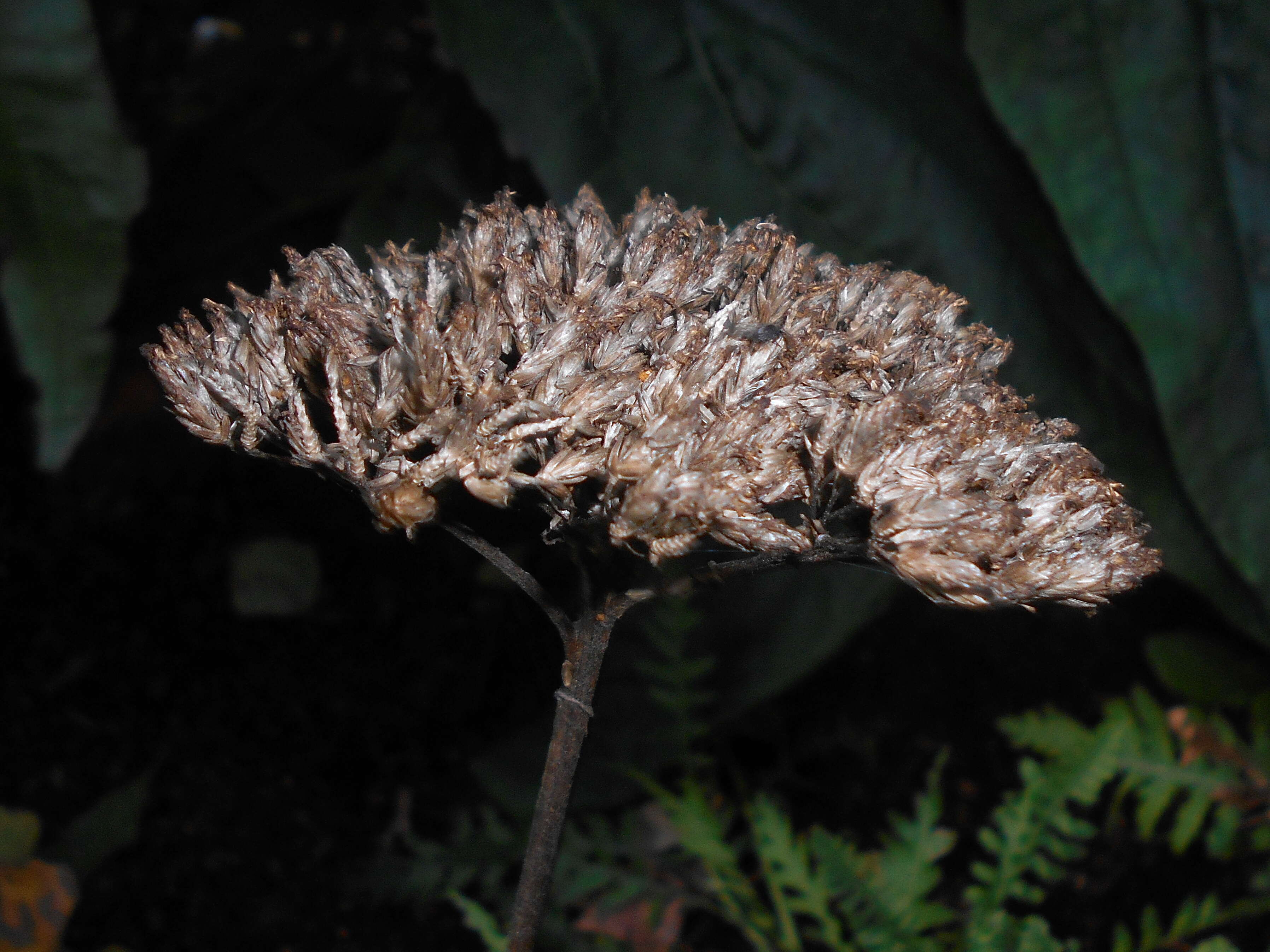 Imagem de Achillea filipendulina Lam.