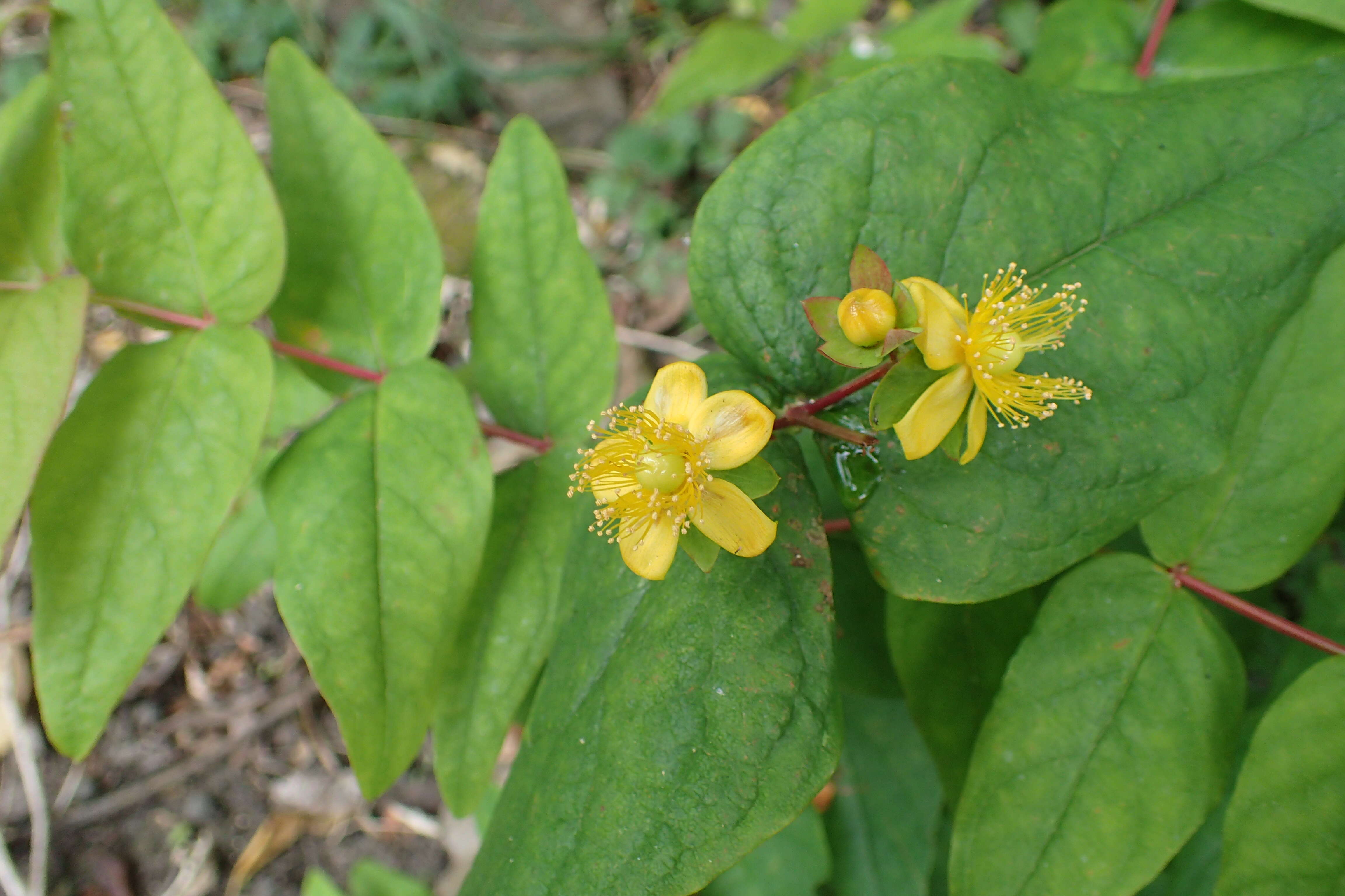 Image of sweet-amber