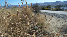 Image of spotted knapweed