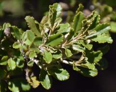 Image of Monro's Ragwort