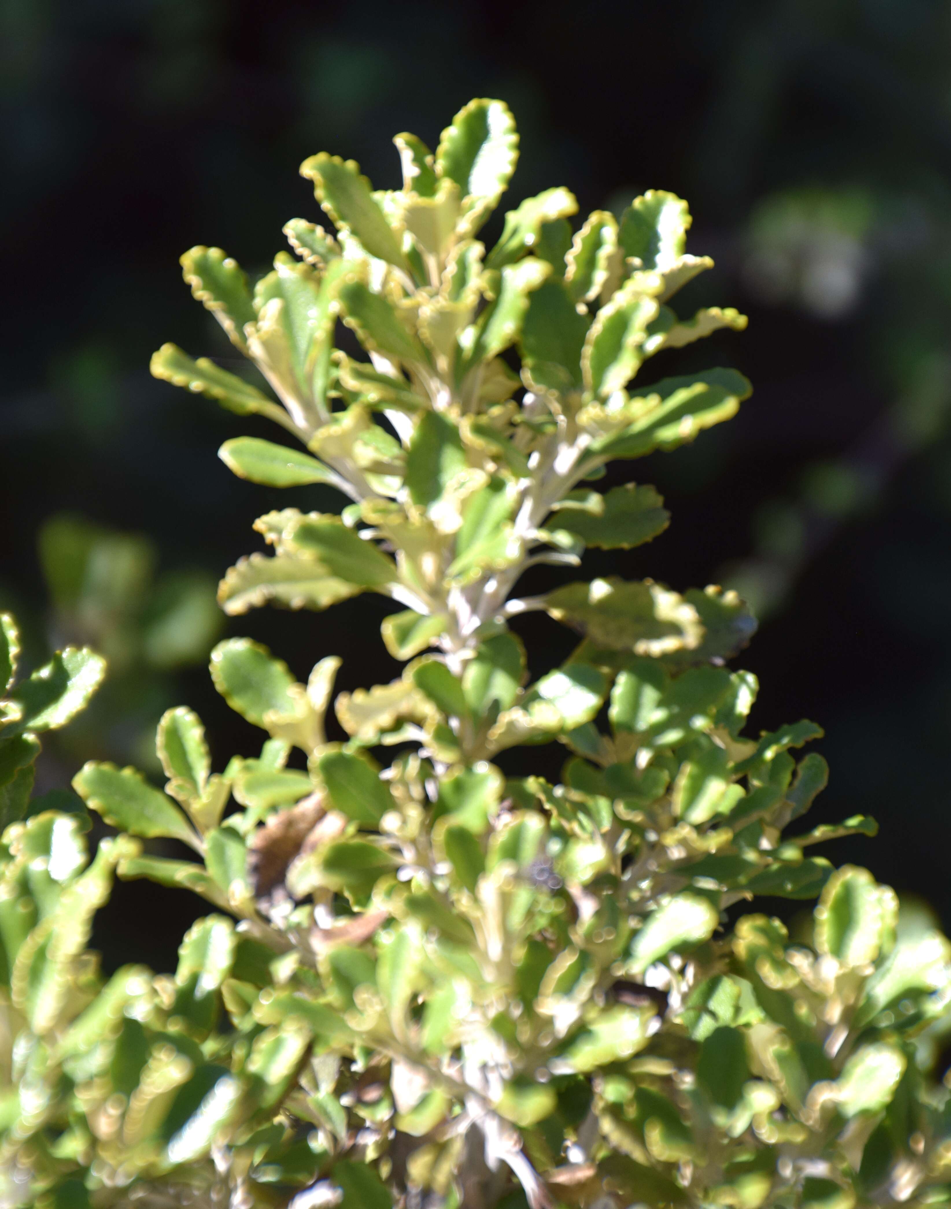 Image of Monro's Ragwort