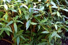 Image of butterfly-bush