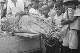 Image of Estuarine Crocodile