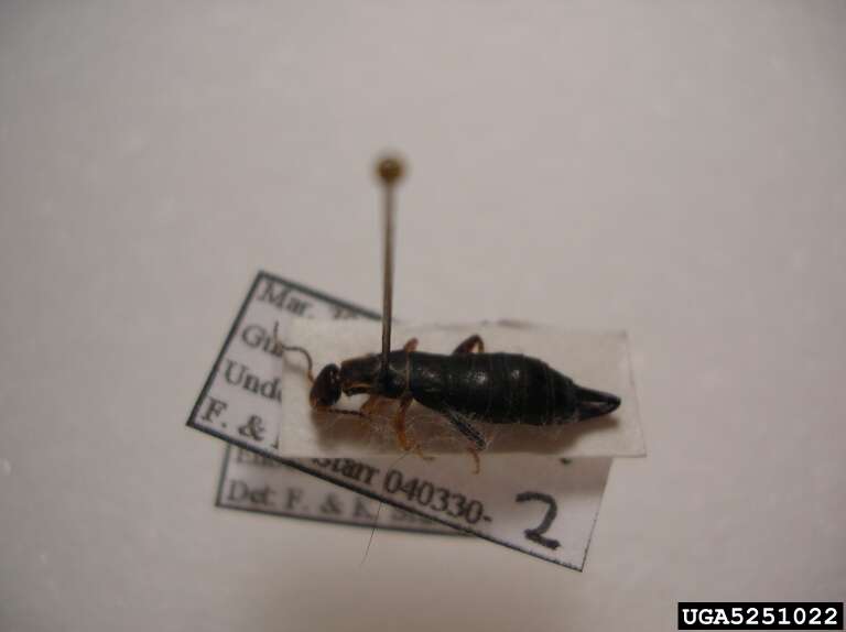 Image of Ringlegged earwig