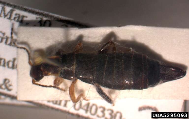 Image of Ringlegged earwig