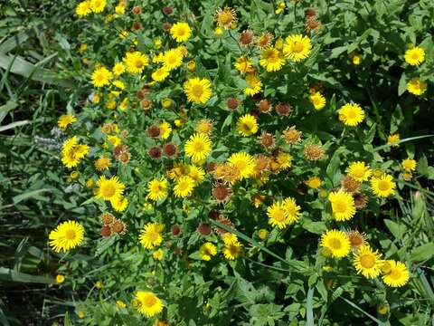 Image of common fleabane