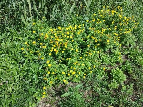 Image of common fleabane