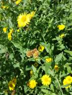 Image of common fleabane