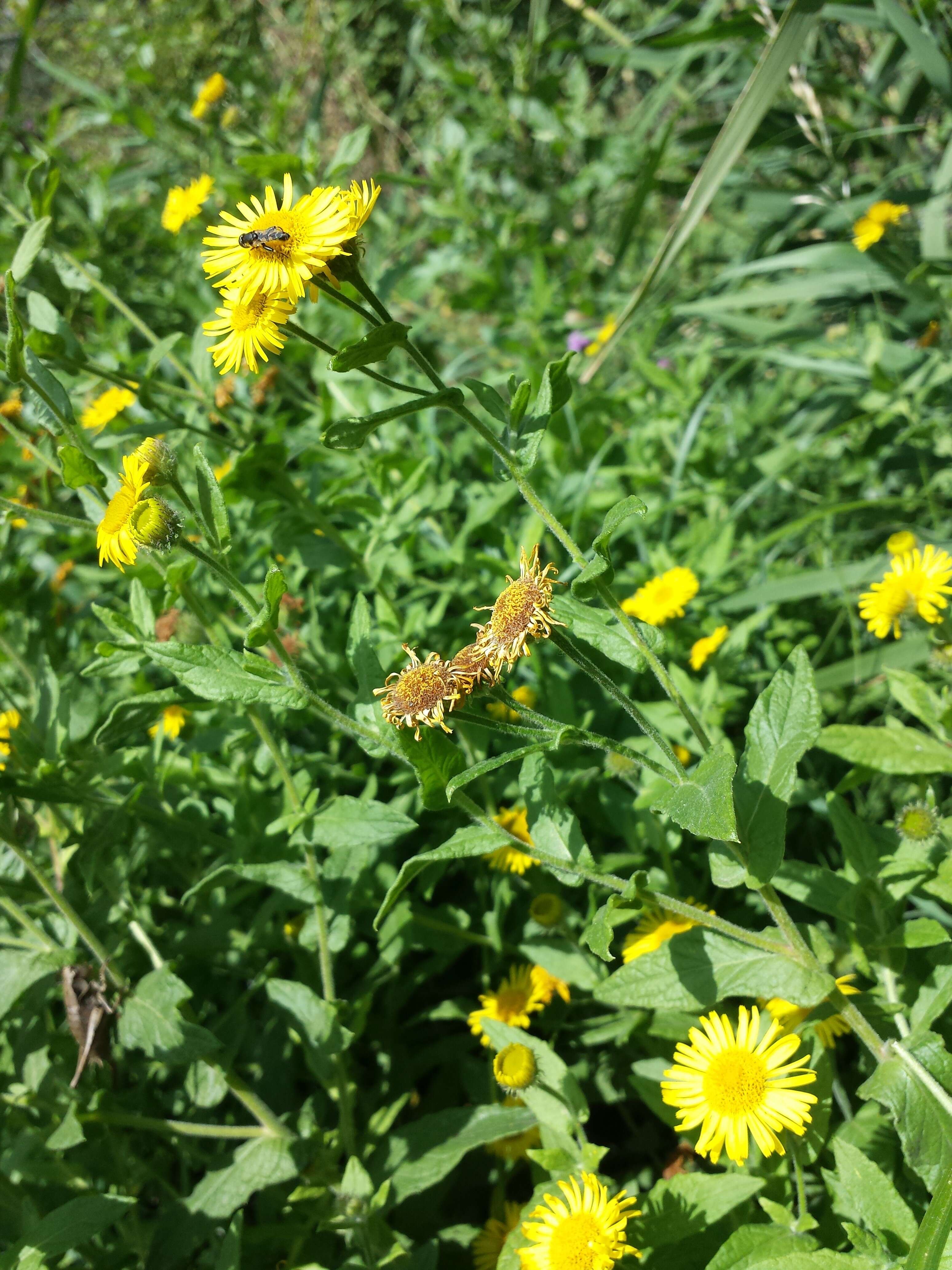 Image of common fleabane