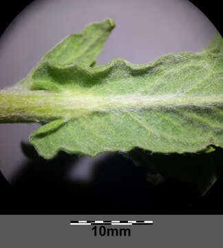 Image of common fleabane