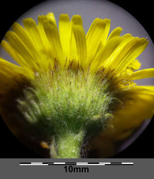 Image of common fleabane