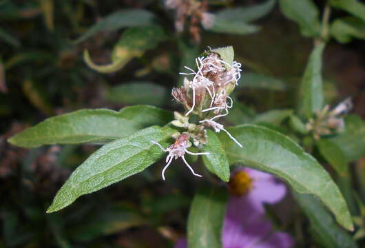 Image of white snakeroot