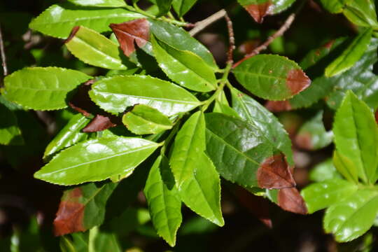 Image of Tea plant