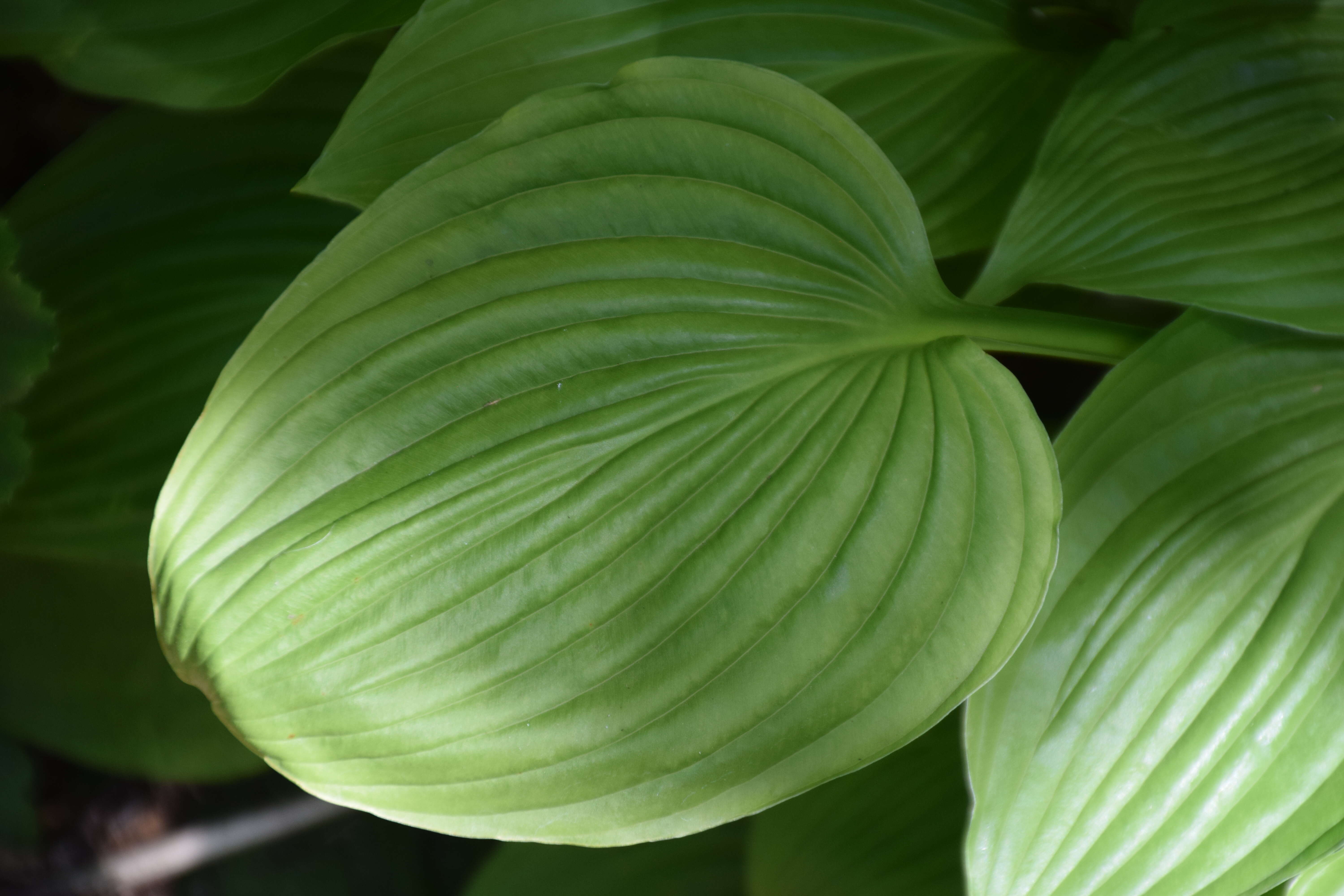 Image de Hosta sieboldiana var. sieboldiana