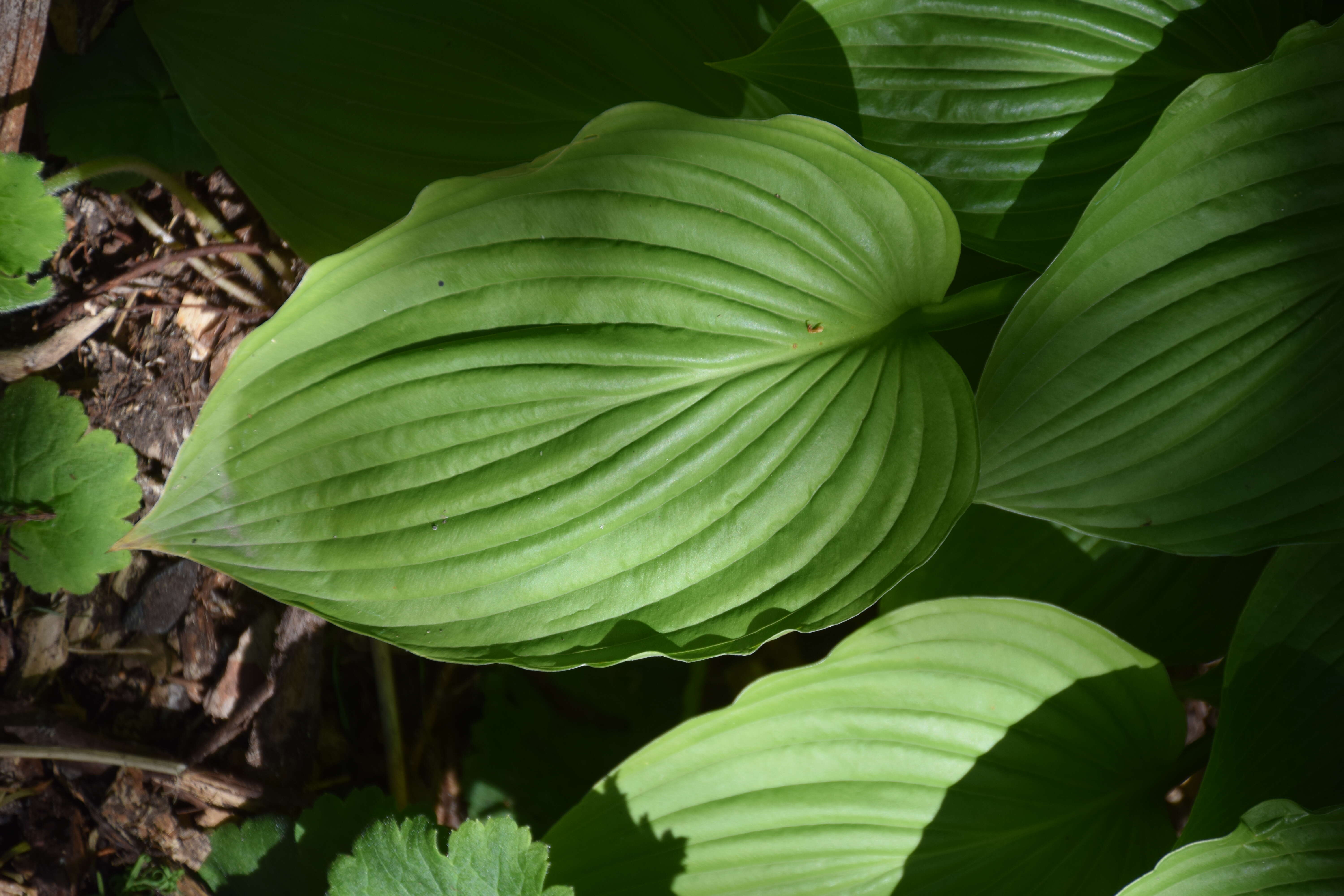 Image de Hosta sieboldiana var. sieboldiana