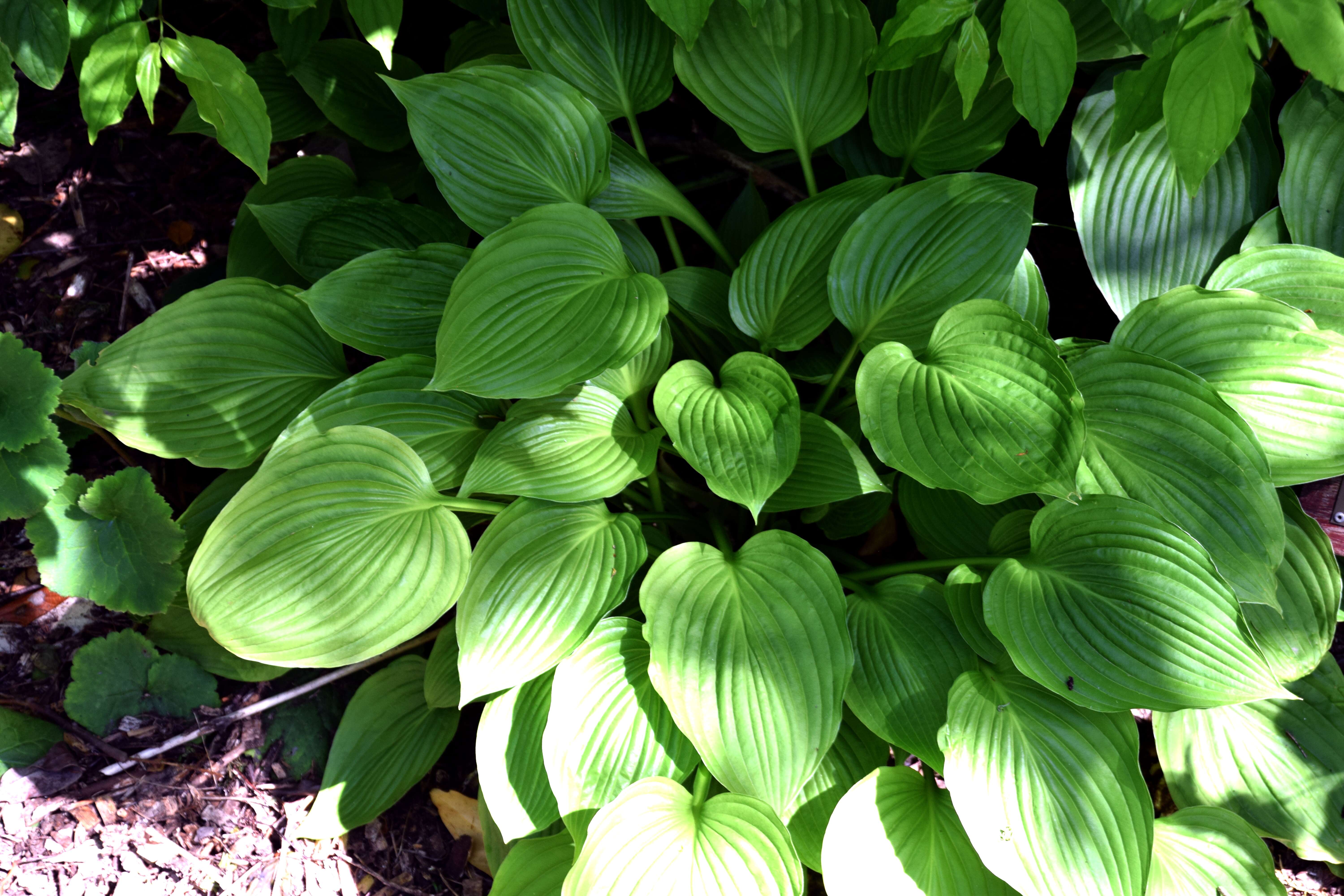 Image de Hosta sieboldiana var. sieboldiana