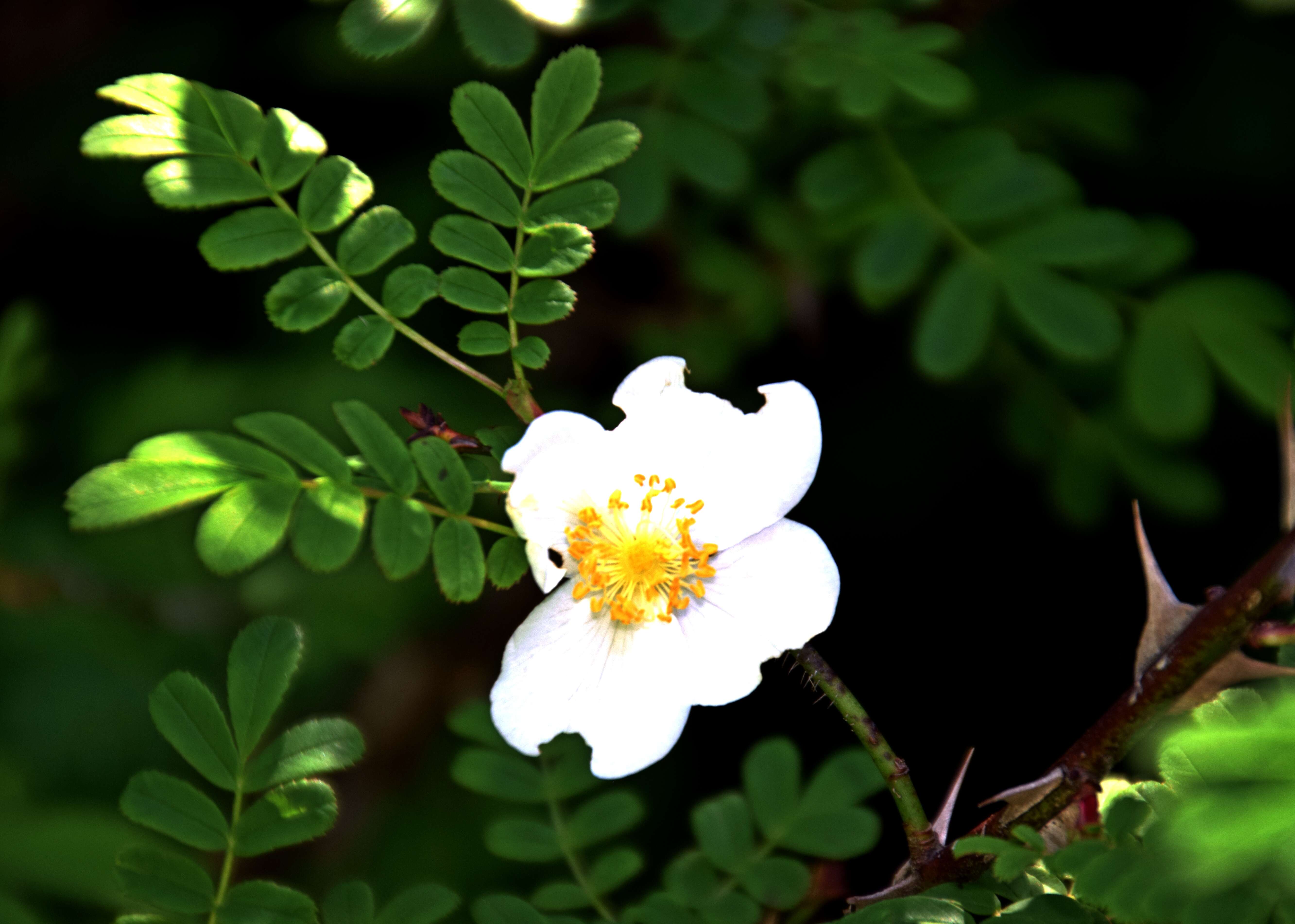 Image of Rosa sericea Lindl.