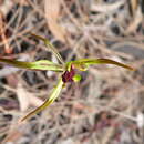 Image of Small bayonet spider orchid