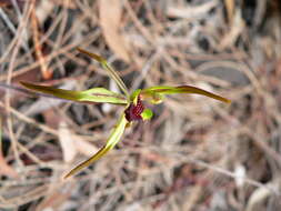 Caladenia gladiolata R. S. Rogers的圖片