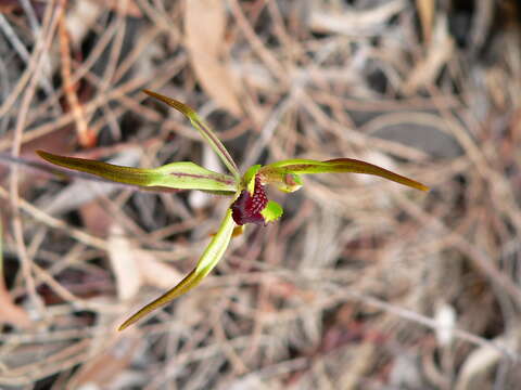 Image of Small bayonet spider orchid