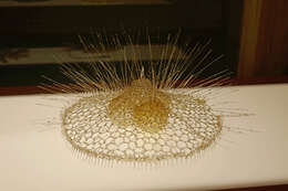 Image of Radiolaria