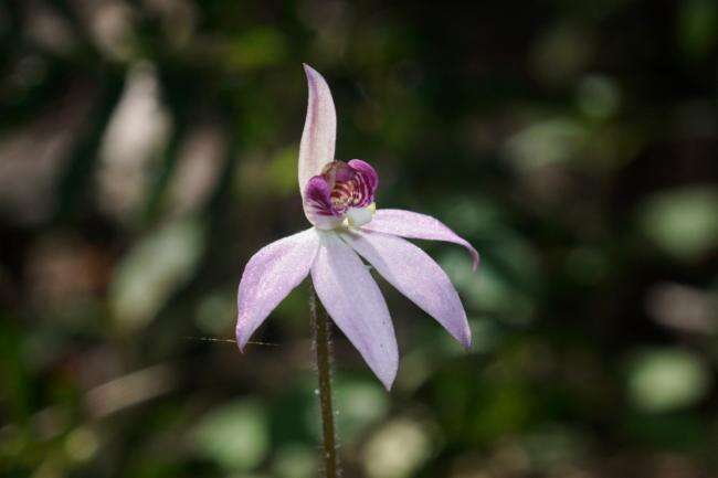 Caladenia hillmanii D. L. Jones的圖片