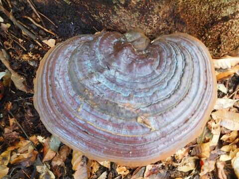 Image of Ganoderma applanatum