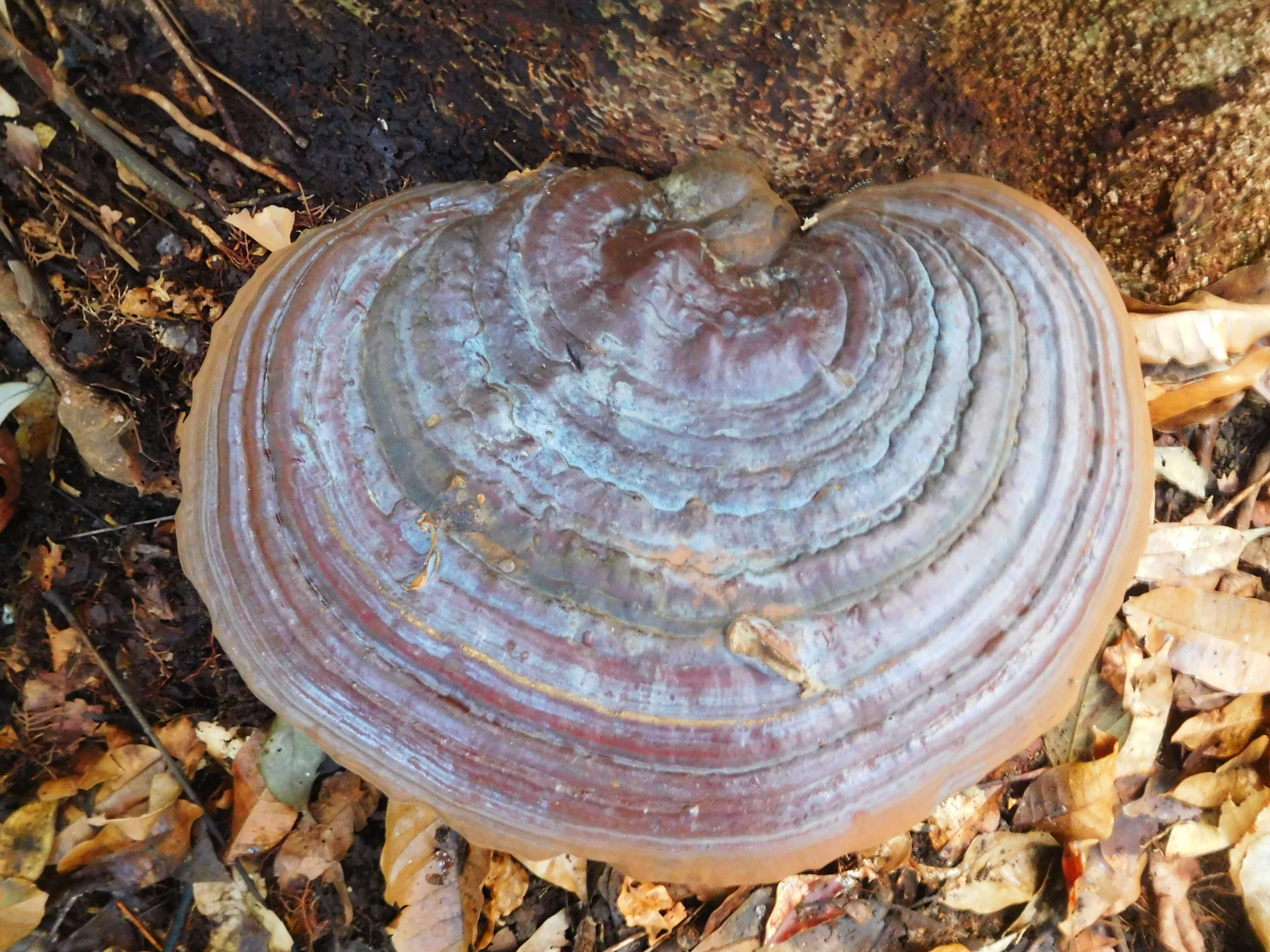 Image of Ganoderma applanatum