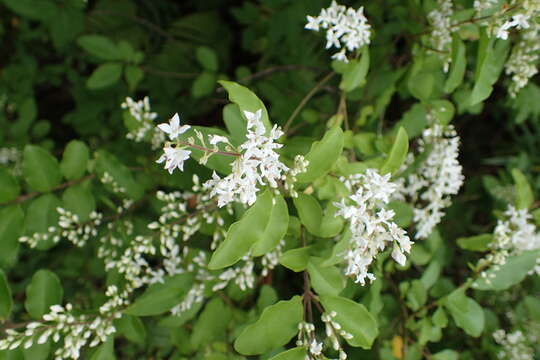 Слика од Ligustrum sinense Lour.