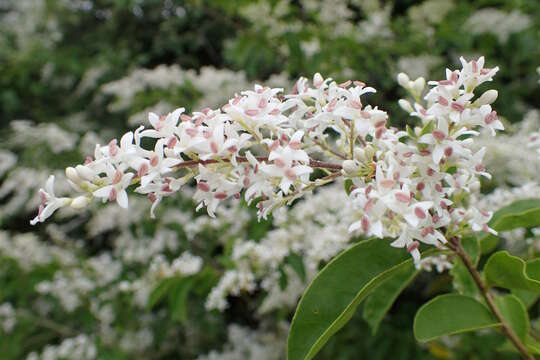 Image of Chinese privet