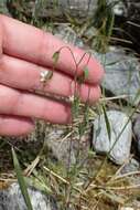 Image of purging flax, fairy flax