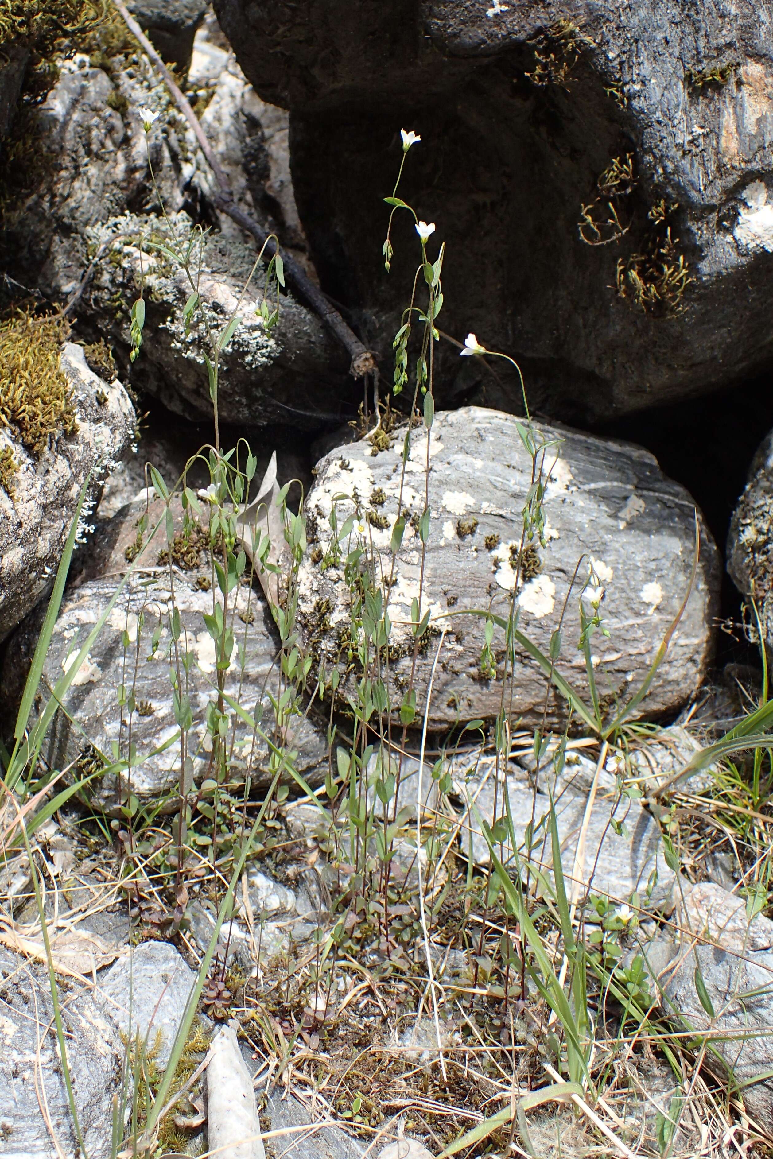 Image of purging flax, fairy flax